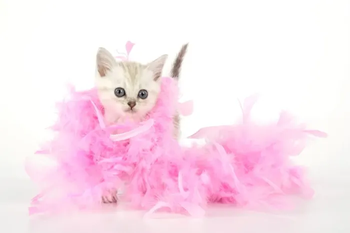 Framed Print : Cat. Asian. Chocolate classic tabby kitten (8 weeks) with feather boa Framed Print : Cat. Asian. Chocolate classic tabby kitten (8 weeks) with feather boa