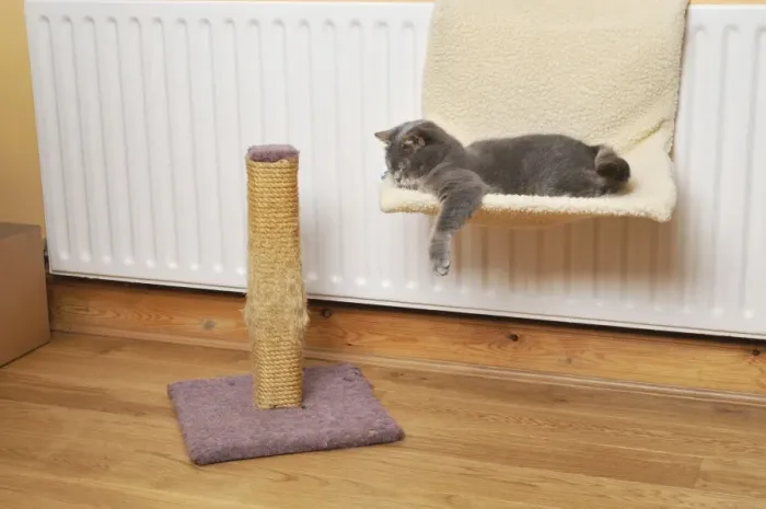 Framed Print : Cat asleep on cat bed next to scratching post Framed Print : Cat asleep on cat bed next to scratching post