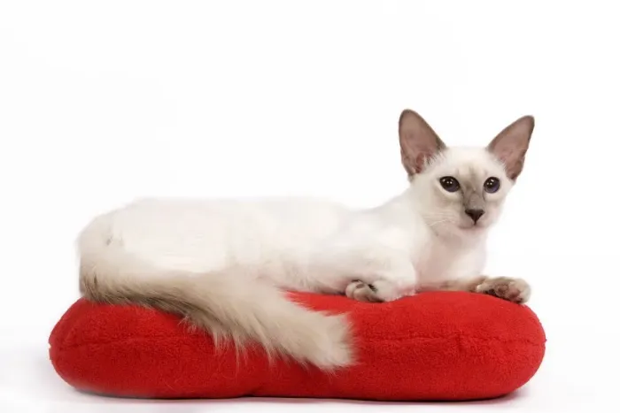 Framed Print : Cat - Balinese - Kitten lying down on pillow cushion Framed Print : Cat - Balinese - Kitten lying down on pillow cushion