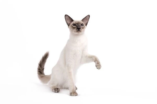 Cat - Balinese - Kitten with raised paw