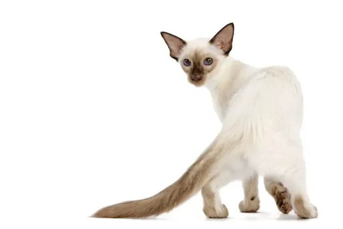 Framed Print : Cat - Balinese - kitten walking - looking back Framed Print : Cat - Balinese - kitten walking - looking back