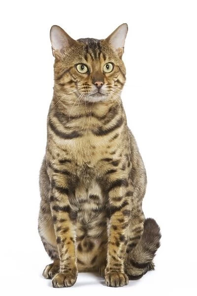 Cat - Bengal brown spotted sitting in studio
