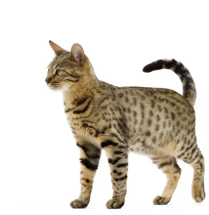 Framed Print : Cat - Bengal - Brown spotted in studio Framed Print : Cat - Bengal - Brown spotted in studio