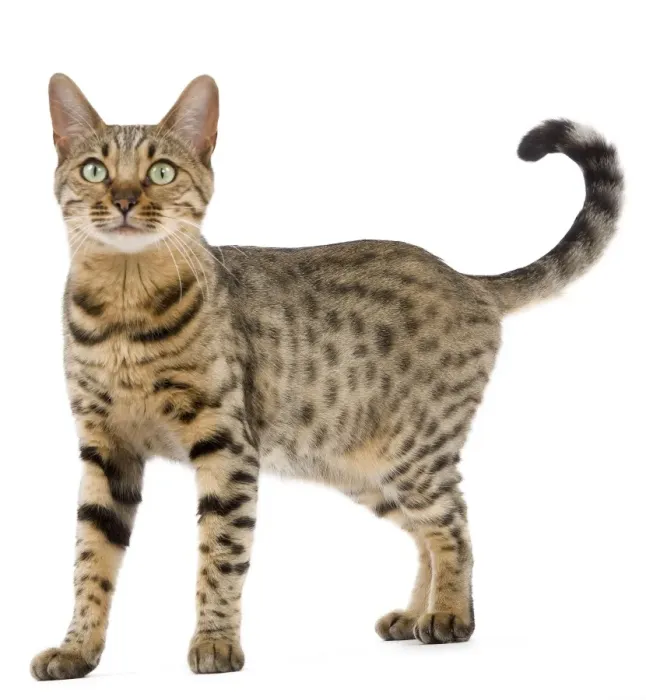 Framed Print : Cat - Bengal - Brown spotted in studio