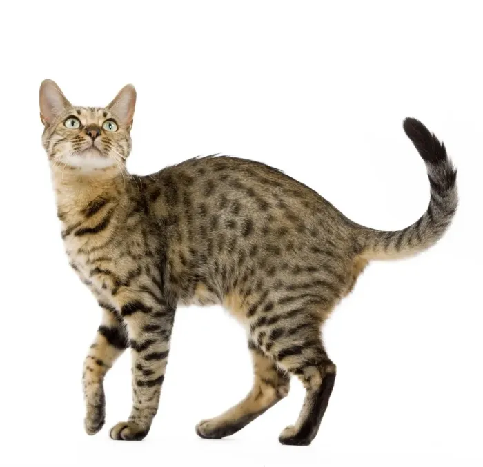 Framed Print : Cat - Bengal - Brown spotted in studio Framed Print : Cat - Bengal - Brown spotted in studio