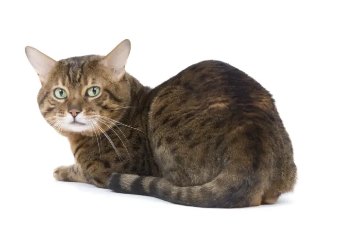Framed Print : Cat - Bengal - Brown spotted in studio Framed Print : Cat - Bengal - Brown spotted in studio