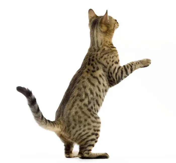 Framed Print : Cat - Bengal - Brown spotted in studio on hind legs Framed Print : Cat - Bengal - Brown spotted in studio on hind legs