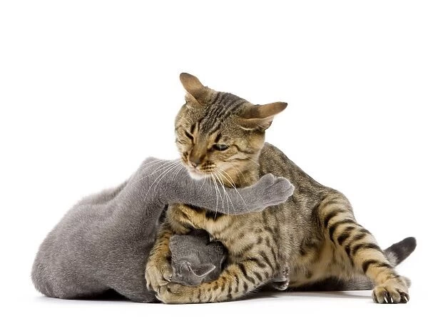 Cat - Bengal - Brown spotted in studio play fighting with grey cat