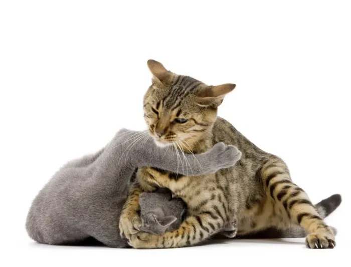 Framed Print : Cat - Bengal - Brown spotted in studio play fighting with grey cat Framed Print : Cat - Bengal - Brown spotted in studio play fighting with grey cat