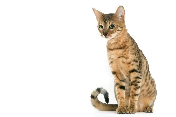 Cat - Bengal brown spotted tabby in studio