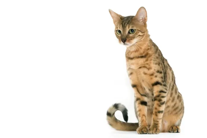 Framed Print : Cat - Bengal brown spotted tabby in studio Framed Print : Cat - Bengal brown spotted tabby in studio