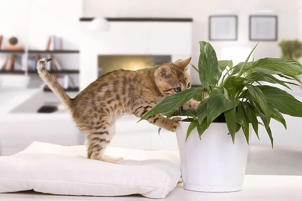 Cat - Bengal kitten - playing with plant pot