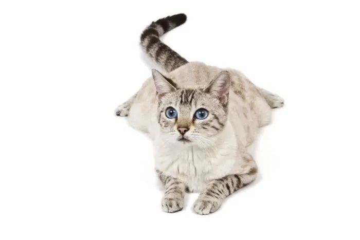 Framed Print : Cat - Bengal - Snow seal lynx spotted tabby in studio Framed Print : Cat - Bengal - Snow seal lynx spotted tabby in studio