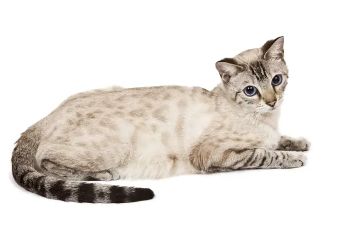 Framed Print : Cat - Bengal - Snow seal lynx spotted tabby in studio Framed Print : Cat - Bengal - Snow seal lynx spotted tabby in studio