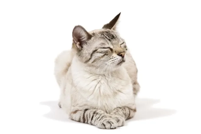 Framed Print : Cat - Bengal - Snow seal lynx spotted tabby in studio Framed Print : Cat - Bengal - Snow seal lynx spotted tabby in studio