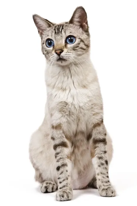 Framed Print : Cat - Bengal - Snow seal lynx spotted tabby in studio Framed Print : Cat - Bengal - Snow seal lynx spotted tabby in studio