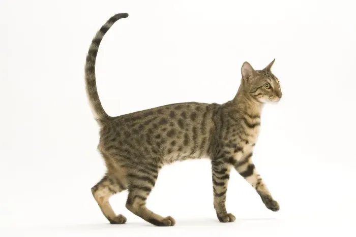 Framed Print : Cat - Bengal in studio Framed Print : Cat - Bengal in studio