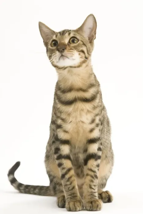 Framed Print : Cat - Bengal in studio Framed Print : Cat - Bengal in studio