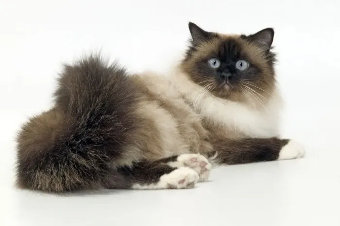 Framed Print : Cat - Birman Framed Print : Cat - Birman