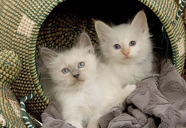 Cat - Birman - two 8 week old kittens in basket