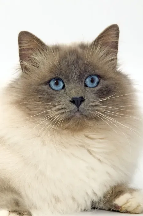 Framed Print : Cat - Birman cat in studio Framed Print : Cat - Birman cat in studio