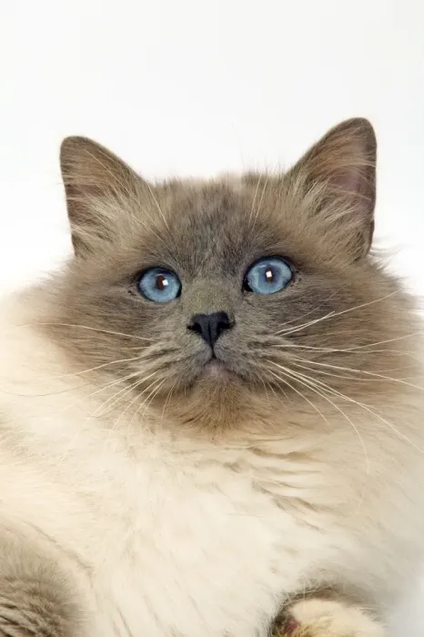 Framed Print : Cat - Birman cat in studio Framed Print : Cat - Birman cat in studio