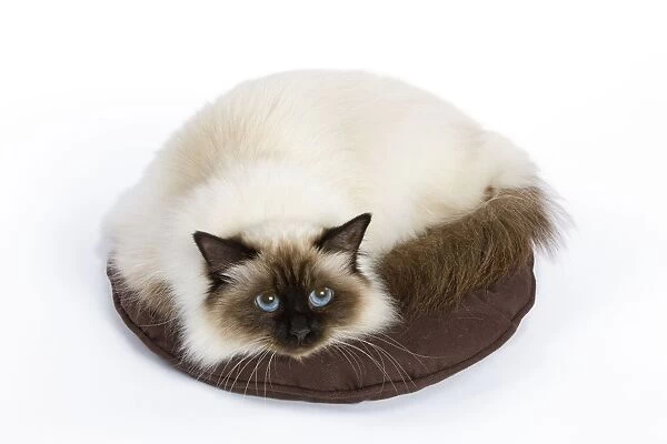 Cat - Birman - curled up on pillow  /  cushion