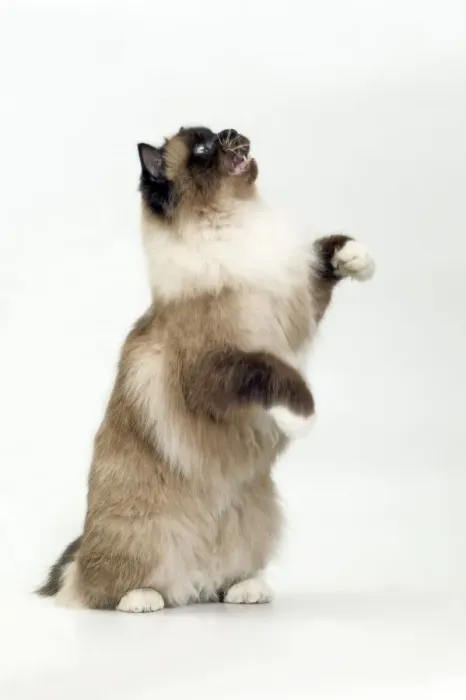 Framed Print : Cat - Birman on hind legs in studio Framed Print : Cat - Birman on hind legs in studio