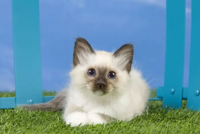 Framed Print : Cat - Birman kitten Framed Print : Cat - Birman kitten