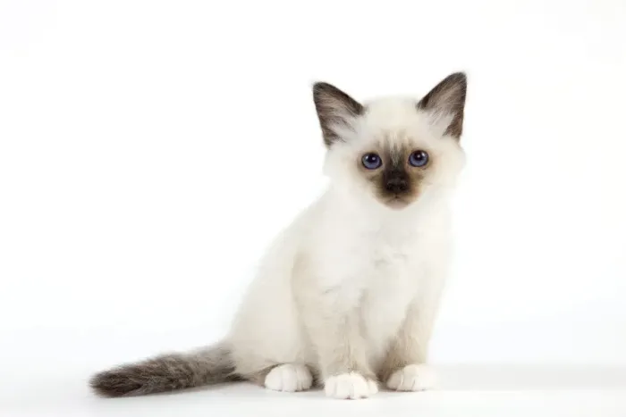 Framed Print : Cat - Birman kitten Framed Print : Cat - Birman kitten