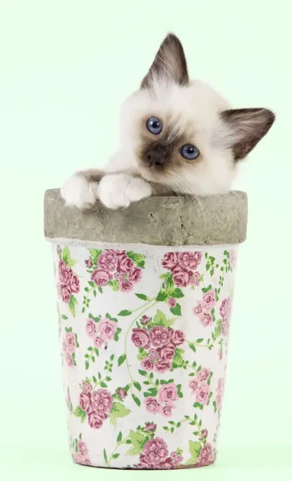 Framed Print : Cat - Birman kitten - in flowerpot Manipulation: Background colour changed Framed Print : Cat - Birman kitten - in flowerpot Manipulation: Background colour changed