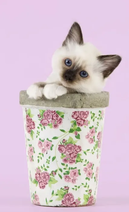 Framed Print : Cat - Birman kitten - in flowerpot Manipulation: background colour changed Framed Print : Cat - Birman kitten - in flowerpot Manipulation: background colour changed