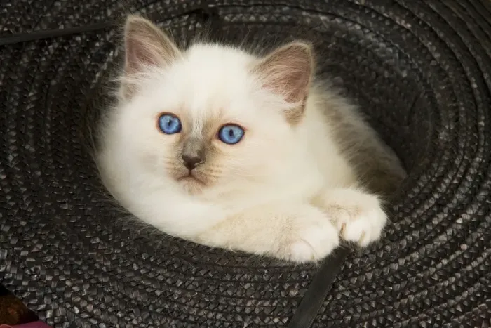Framed Print : Cat - Birman kitten in hat Framed Print : Cat - Birman kitten in hat