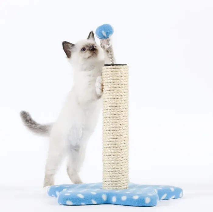 Framed Print : Cat - Birman kitten playing with scratch post Framed Print : Cat - Birman kitten playing with scratch post