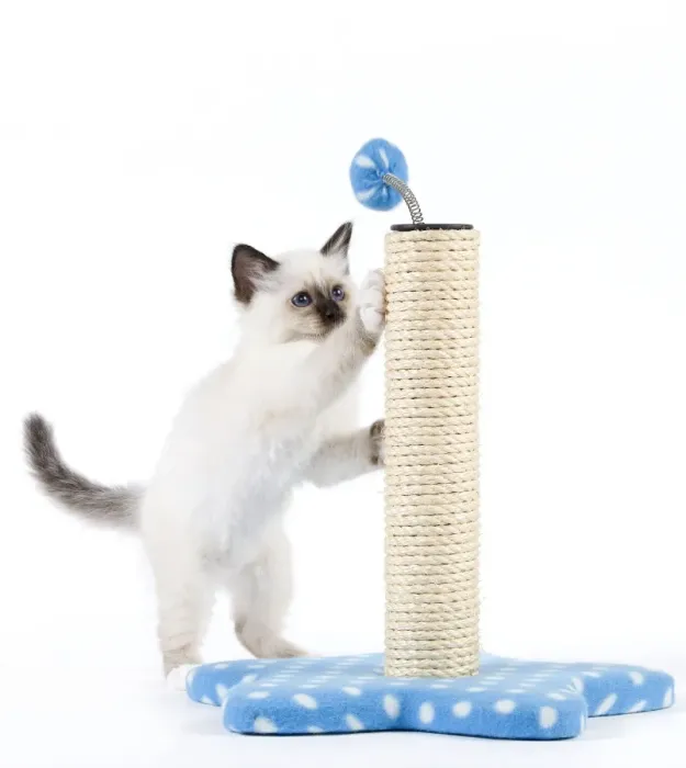 Framed Print : Cat - Birman kitten playing with scratch post Framed Print : Cat - Birman kitten playing with scratch post