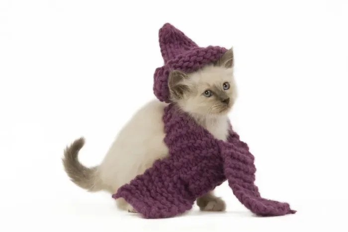 Framed Print : Cat - Birman - kitten wearing purple hat & scarf Framed Print : Cat - Birman - kitten wearing purple hat & scarf