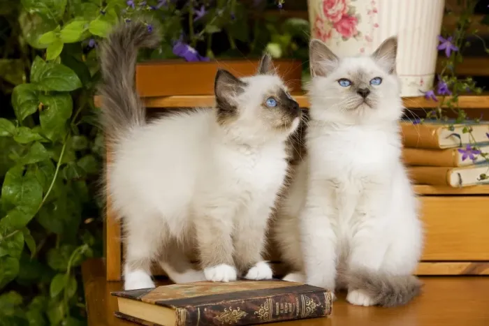 Framed Print : Cat - two Birman kittens Framed Print : Cat - two Birman kittens