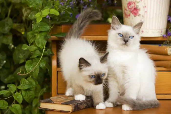 Framed Print : Cat - two Birman kittens Framed Print : Cat - two Birman kittens