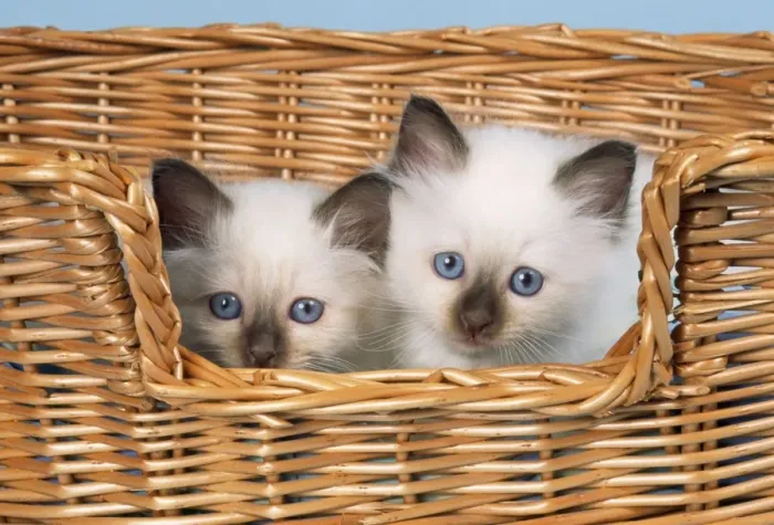 Framed Print : Cat - Birman kittens in basket Framed Print : Cat - Birman kittens in basket