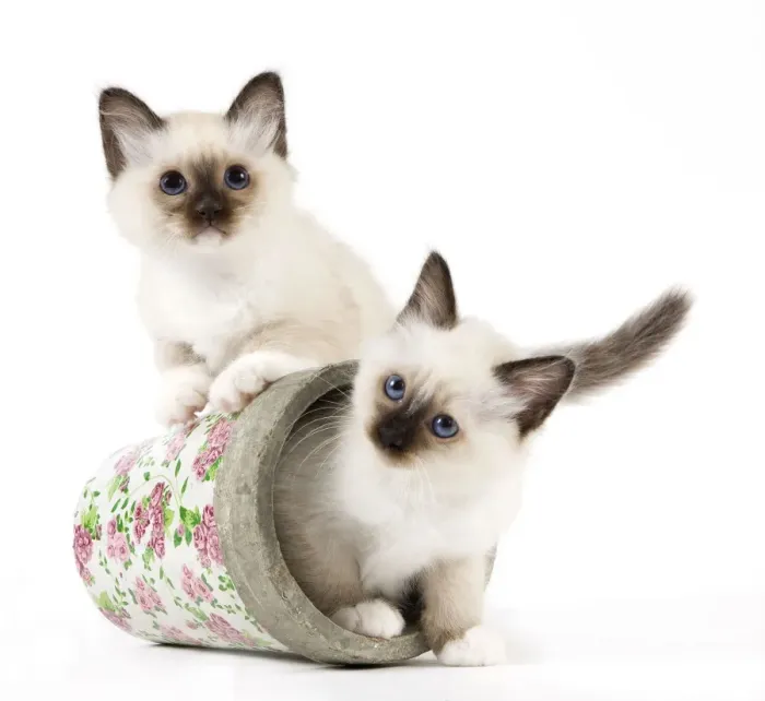 Framed Print : Cat - Birman kittens - in flowerpot Framed Print : Cat - Birman kittens - in flowerpot