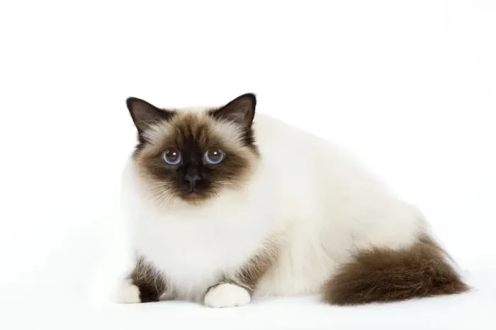 Framed Print : Cat - Birman - lying down Framed Print : Cat - Birman - lying down