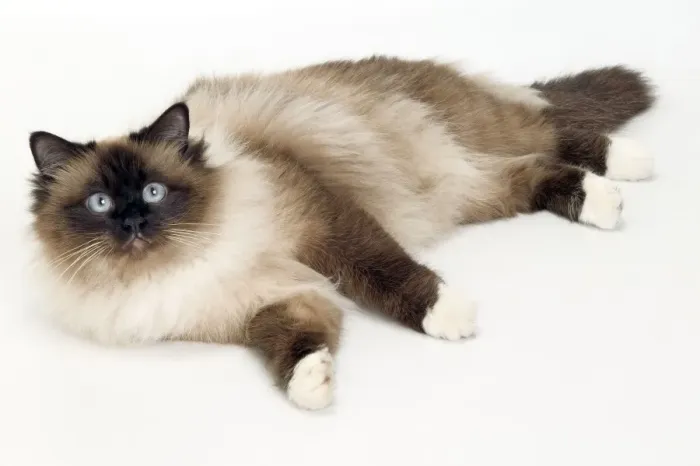 Framed Print : Cat - Birman lying in studio Framed Print : Cat - Birman lying in studio