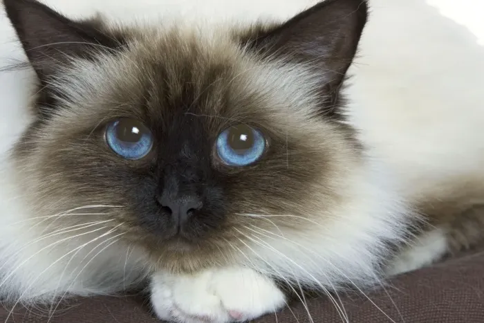 Framed Print : Cat - Birman - in studio Framed Print : Cat - Birman - in studio