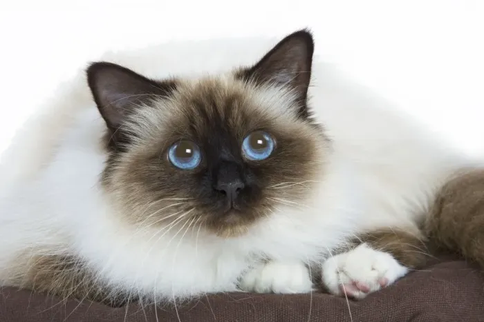 Framed Print : Cat - Birman - in studio Framed Print : Cat - Birman - in studio