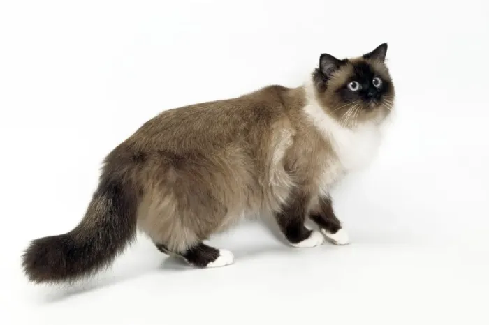 Framed Print : Cat - Birman in studio Framed Print : Cat - Birman in studio