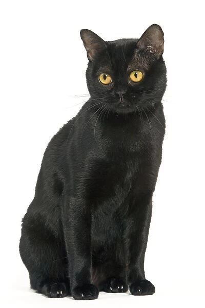 Cat - Black Bombay sitting down