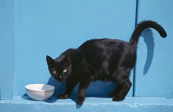 Cat - Black cat at bowl, Santorini Island Greece