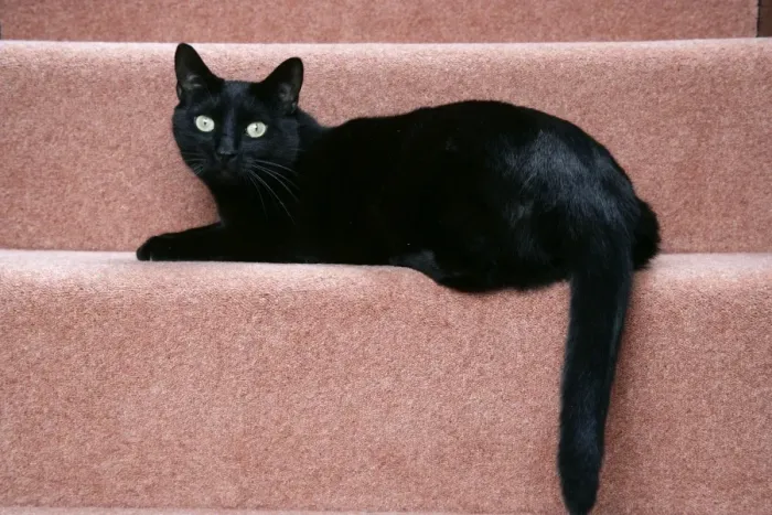 Framed Print : CAT. black cat on stairs