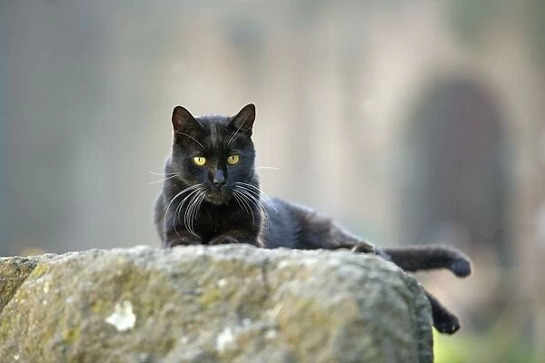 Cat - Black cat on stone wall - pyramid of Caius Cestius - Rome - Italy
