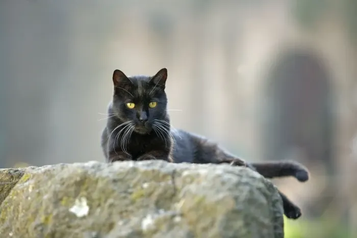 Framed Print : Cat - Black cat on stone wall - pyramid of Caius Cestius - Rome - Italy Framed Print : Cat - Black cat on stone wall - pyramid of Caius Cestius - Rome - Italy